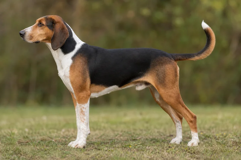 Hygen Hound — Tri-color coat
