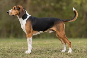 Hygen Hound — Tri-color coat