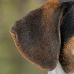 Hygen Hound — ears