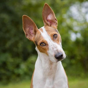 Hygen Hound — alert
