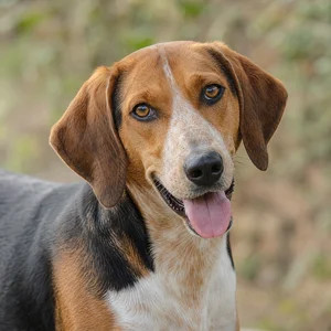 Hygen Hound — happy