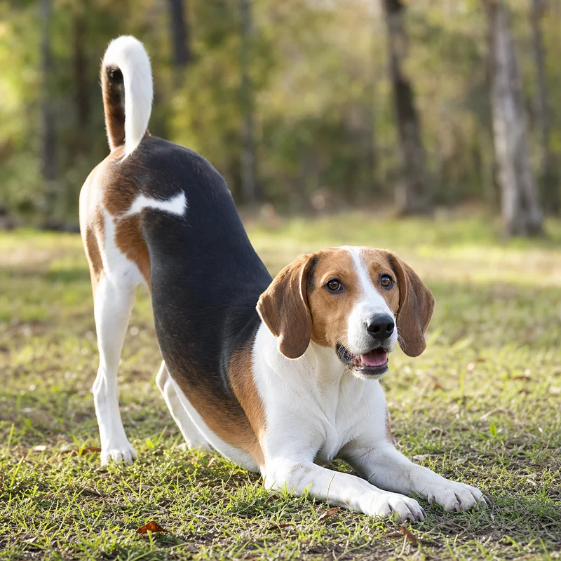Hygen Hound — playful