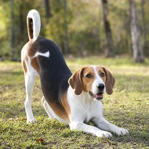 Hygen Hound — playful