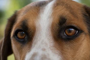 Hygen Hound — eyes