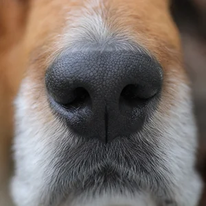 Hygen Hound — nose