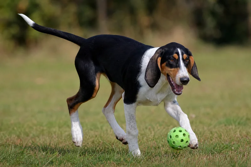 Hygen Hound — playing