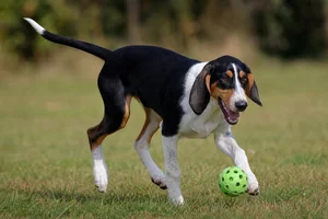 Hygen Hound — playing