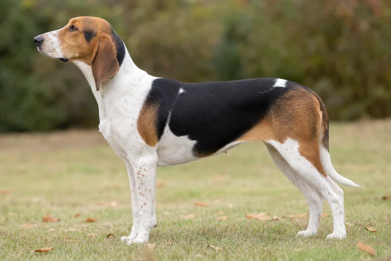 Hygen Hound — side