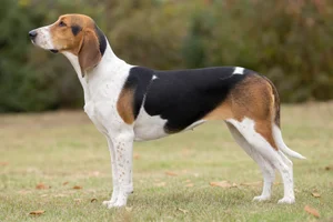 Hygen Hound dog