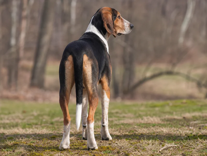 Hygen Hound — rear