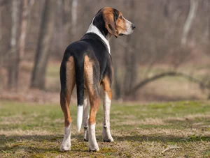 Hygen Hound — rear