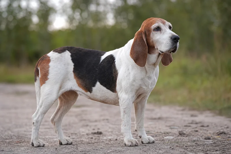 Hygen Hound — senior