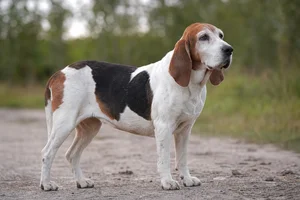 Hygen Hound — senior