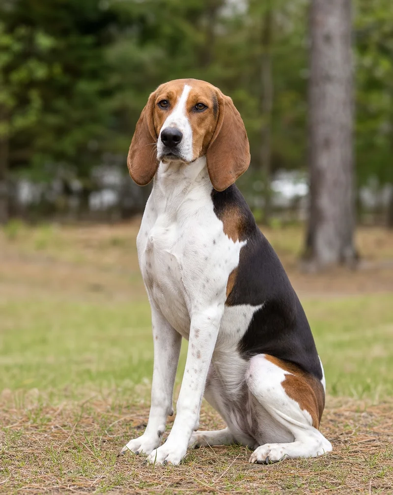 Hygen Hound — sitting