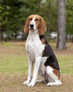Hygen Hound — sitting