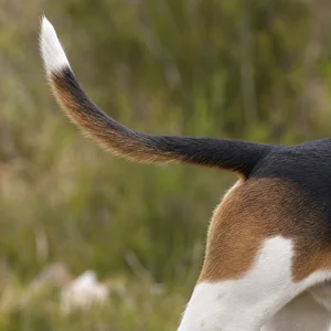 Hygen Hound — tail