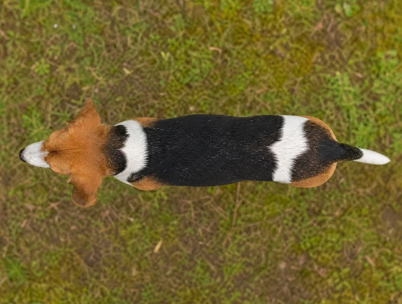 Hygen Hound — top