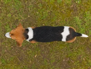 Hygen Hound — top