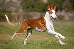Ibizan Hound — running
