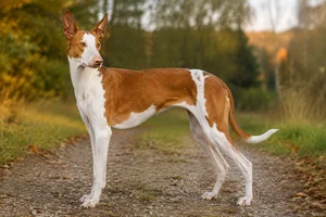 Ibizan Hound — adult