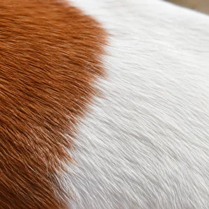 Ibizan Hound — coat texture