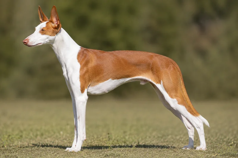 Ibizan Hound — red and white coat