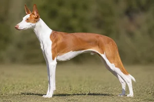 Ibizan Hound — red and white coat