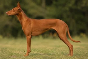 Ibizan Hound — Red coat