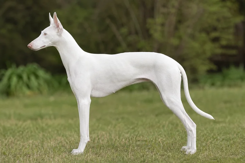 Ibizan Hound — white coat