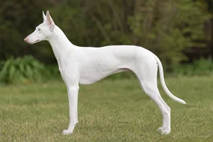 Ibizan Hound — white coat