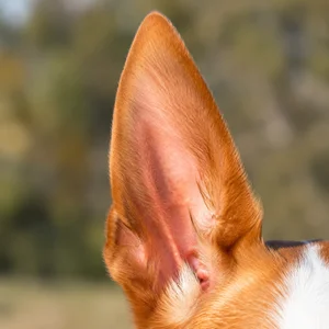 Ibizan Hound — ears