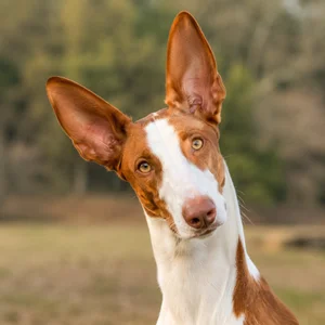 Ibizan Hound — alert