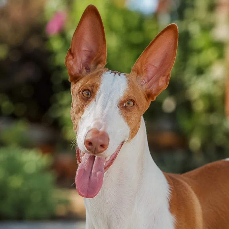 Ibizan Hound — happy