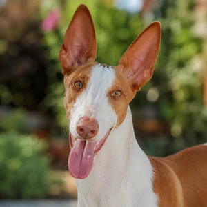 Ibizan Hound — happy