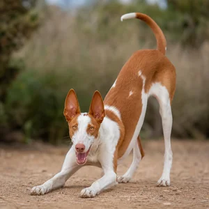 Ibizan Hound — playful