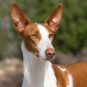 Ibizan Hound — relaxed
