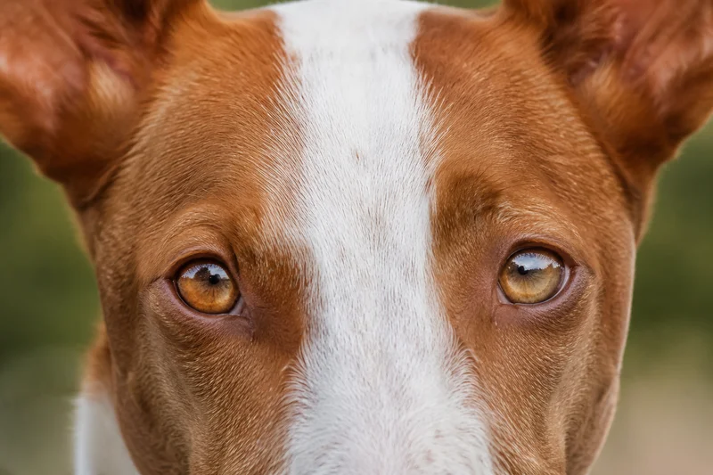 Ibizan Hound — eyes