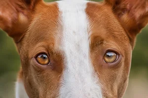 Ibizan Hound — eyes