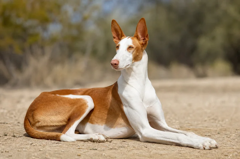 Ibizan Hound — lying down