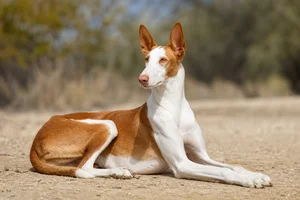Ibizan Hound — lying down