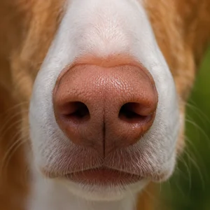 Ibizan Hound — nose