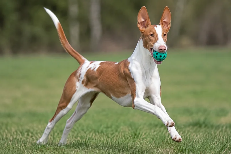 Ibizan Hound — playing