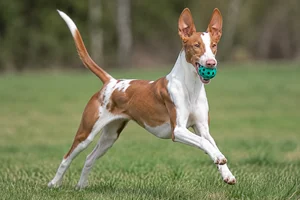 Ibizan Hound — playing