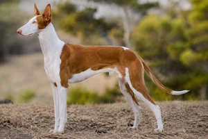 Ibizan Hound dog