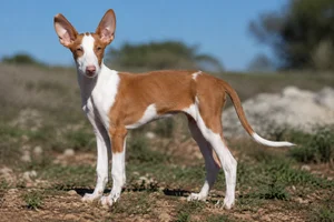 Ibizan Hound — puppy (~4 mo)