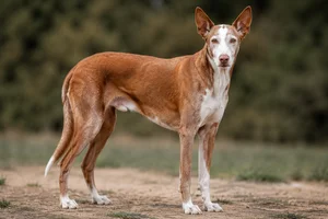 Ibizan Hound — senior