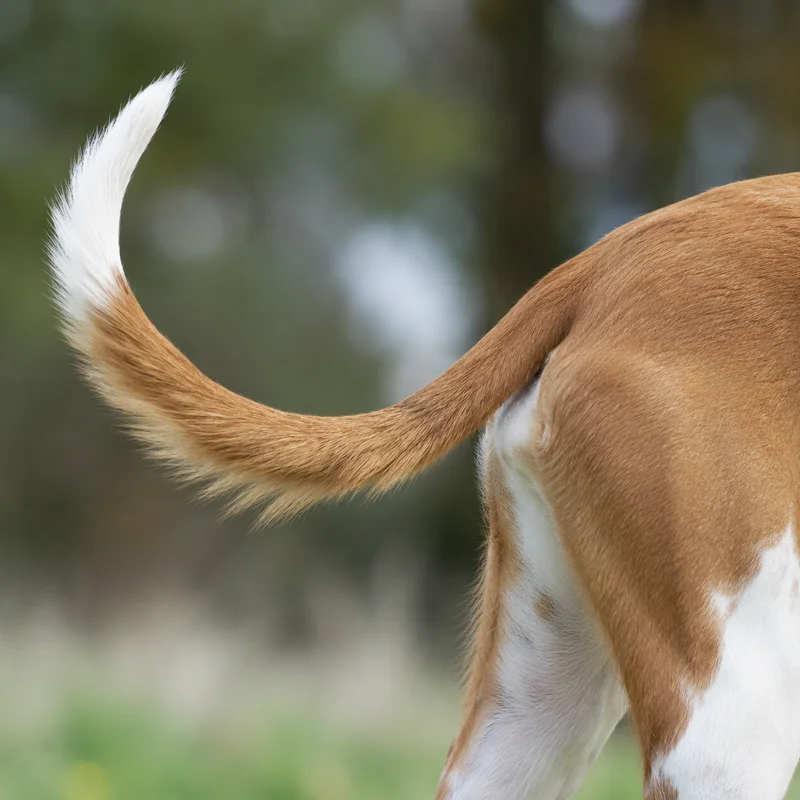 Ibizan Hound — tail