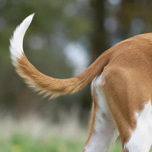 Ibizan Hound — tail
