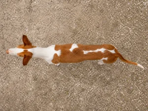 Ibizan Hound — top