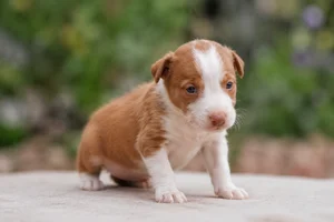 Ibizan Hound — young puppy (~1 mo)